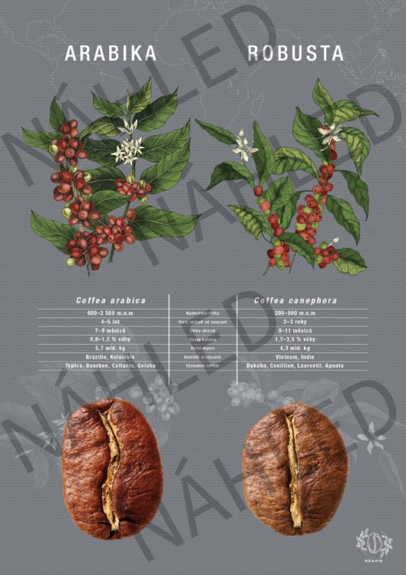 Plagát - Arabika vs. Robusta - Formát: A3