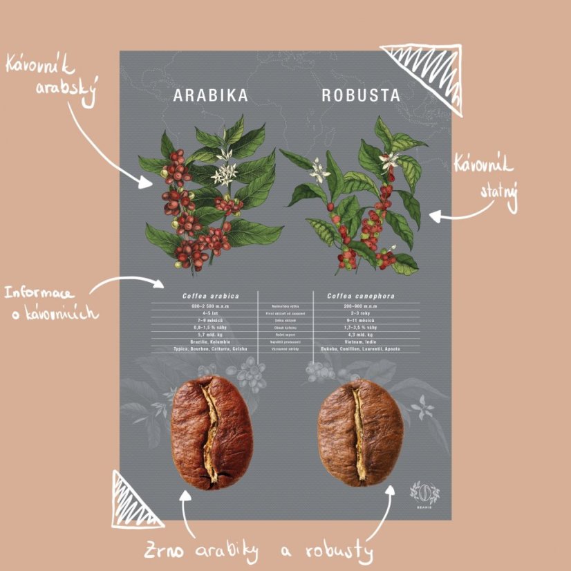 Plagát - Arabika vs. Robusta - Formát: A3